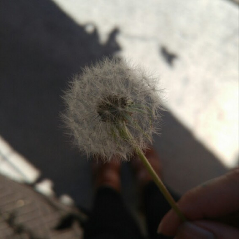 Meet your Posher, Raven